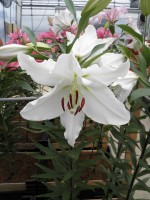 [1891 Coromandel VH No01.JPG]